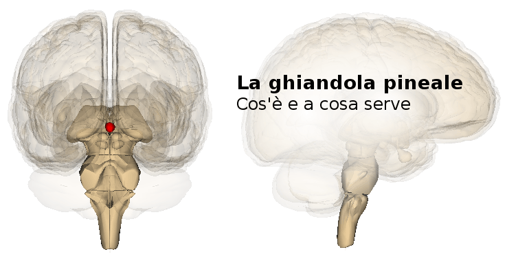 cPesoForma's tweet photo. La ghiandola pineale: cos'è e a cosa serve #CuraDelCorpo #Cervello #GhiandolaPineale
 https://t.co/zgLhIvnLpd https://t.co/XGUw5siruQ