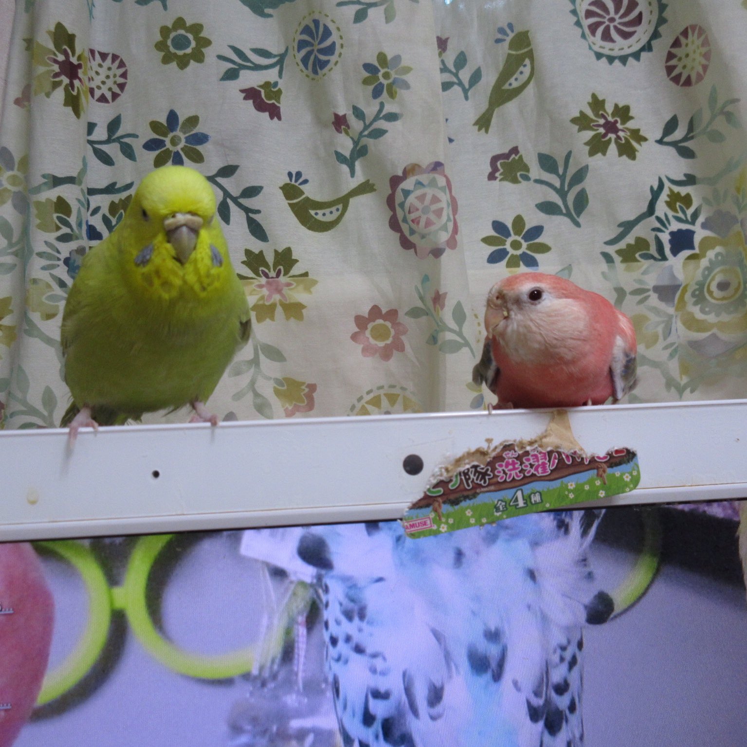 Rurukaka 黄色とピンク セキセイインコ ジャンボセキセイインコ アキクサインコ T Co Nlc9zjcpmq Twitter