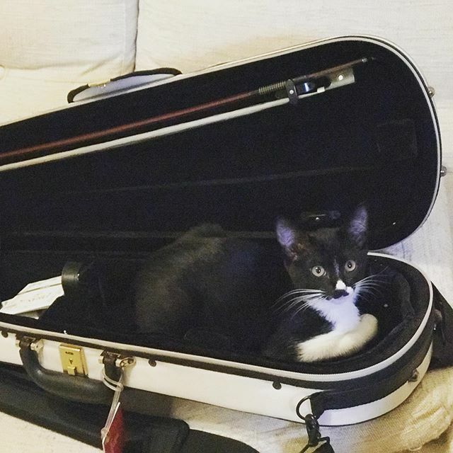chiaki_psw's tweet photo. バイオリンケースにフィットする猫🎻 https://t.co/XeH5Gpj25f https://t.co/RGZ0nDX4qw