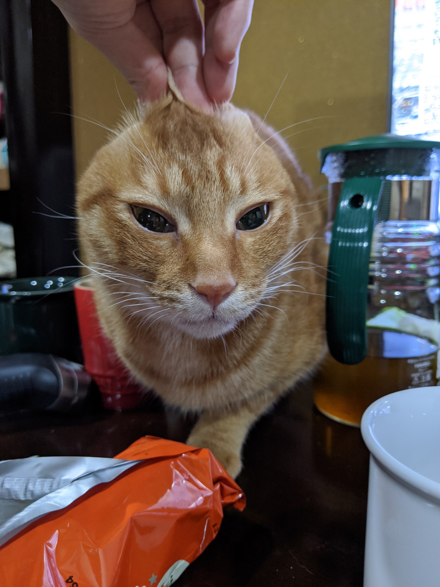 ツナ つまみ食い止められねこ T Co E2p7lens6r Twitter