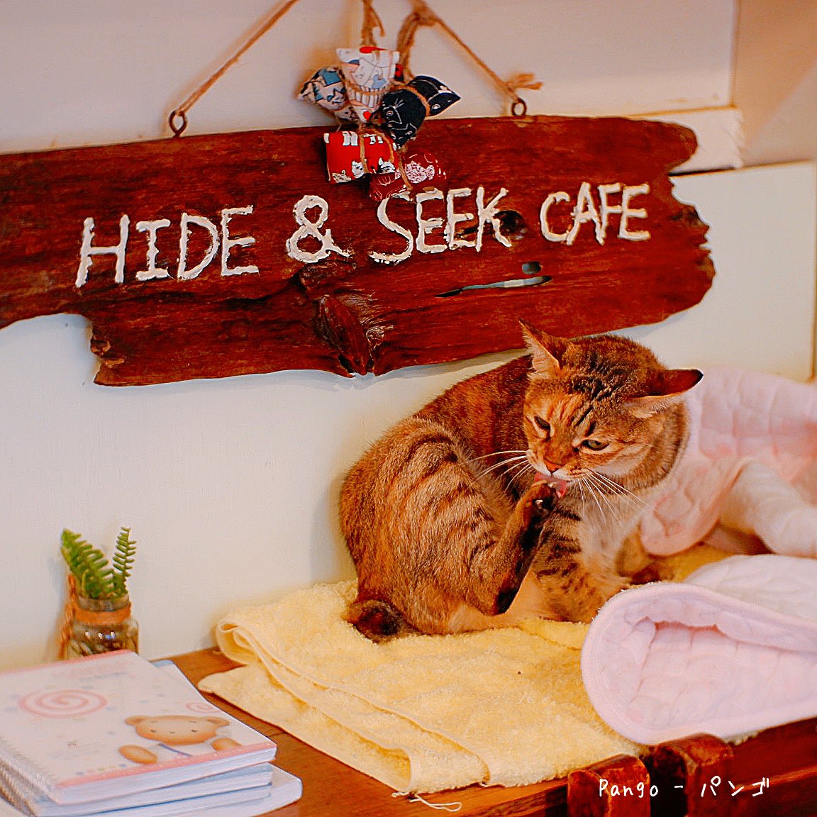 pangoholic's tweet photo. Hide &amp; Seek cafe 🐱
คาเฟ่น้อนนน ในหมู่บ้านแมวไต้หวัน อากาศดี ราคาน่ารักมากค่ะ 80-200NTW มีน้อนคอยต้อนรับ เมนูเป็นแมวแทบทุกเมนูเลยนะ 💖
ข้าว ขนม เครื่องดื่มล้วนมีแต่หน้าน้อง สั่งเมนูไหนมาก็ฟิน ถ่ายรูปสวยๆได้
📍 สถานี Houtong Cat Village 
#パンゴ @aroii #รีวิวไต้หวัน #อร่อยบอกต่อ https://t.co/9RxxLlDMEC