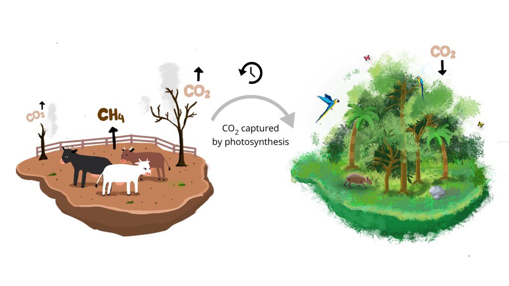 “The biggest opportunity to turn back the clock on climate change is to remove the incentive for covering Earth with livestock and their feed crops,” said Impossible Foods’ CEO Pat Brown at #COP25. “It’s simple: Just make delicious meat from plants.” #MeatisHeat #PlantsareCool