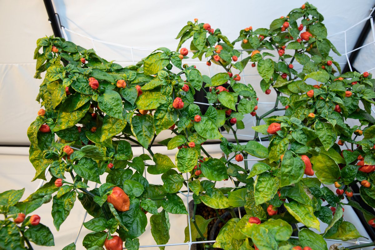 ProgrowUK's tweet photo. The Carolina Reaper chillies are taking over the whole plant! 🌶️🌶️🌶️
#hydroponics #carolinareaper #progrow #exeter #devon #chillies #growingplants https://t.co/u8zPSIGbGp
