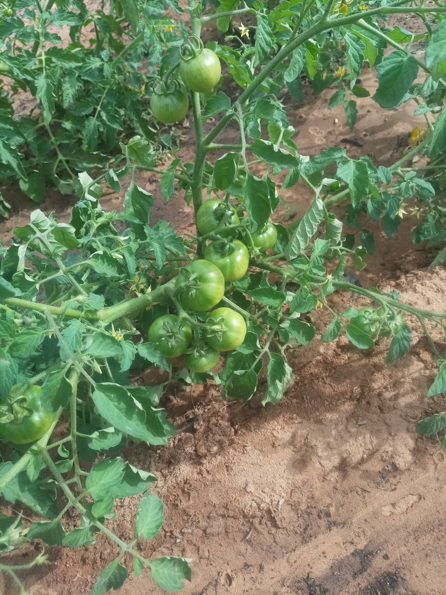 Tomates 100% bio bientôt dispo 
Contacts 775058813
#bio #agriculture #sunumbay #kebetu #Senegal