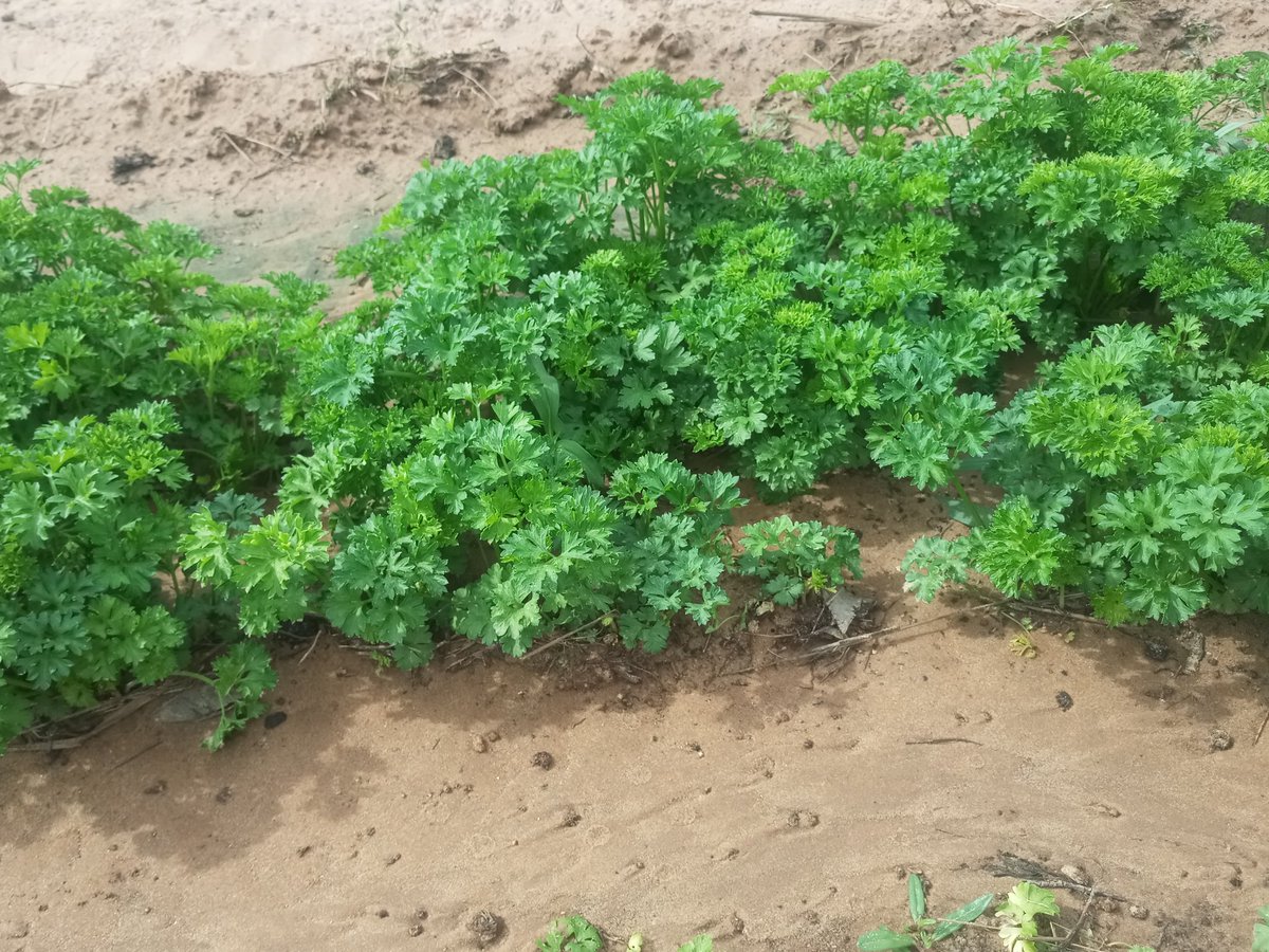 Persil frisé persil plat et coriandre 
Cultivés sans pesticides chimiques 
Prix bord champ en gros et au détail 
Si vous êtes intéressés contactez nous au 775058813

#sunumbay #agriculture #Sénégal #dakar #mandabio #Kebetu