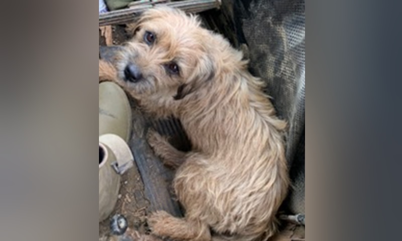 Have you seen this dog? We're appealing for info after it was reported a 4 year old Border Terrier was reported stolen from an address in the Abbess Roding area near Ongar. It is thought that the dog was taken between 2pm & 2.30pm on 11 Nov. Any info, please call 101