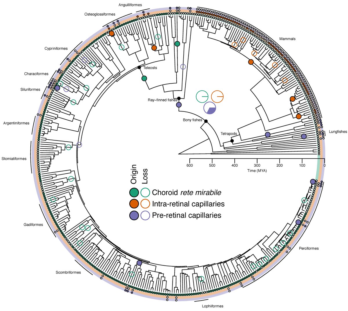 c_damsgaard's tweet photo. We are excited to announce our @eLife paper on the evolution of the retina and its oxygen supply. By combining medical imaging, blood biochemistry, and phylogenetics, we show an instrinsic link between retinal oxygen supply and the evolution of the eye
https://t.co/GWP6t5VWZr
1/7 https://t.co/3coKMkNAT7
