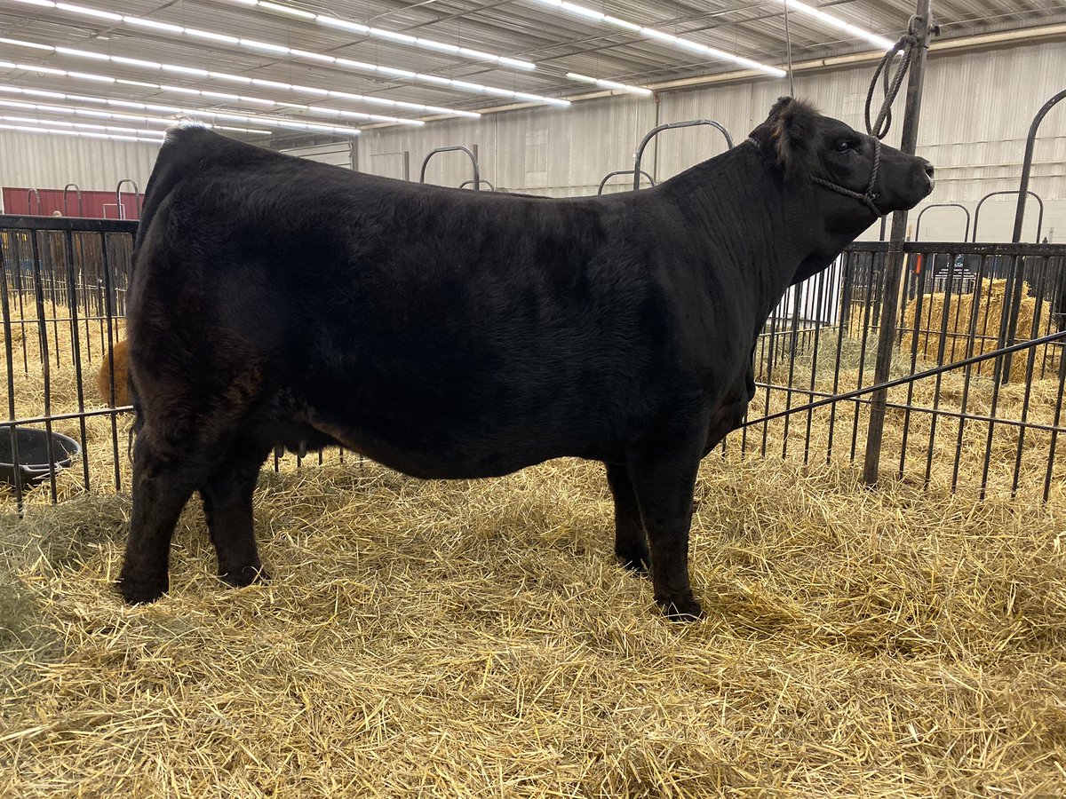 Keystone Konnection sale today, stop by for a visit, get on line to watch with DLMS or give the Bohrson marketing crew a call.