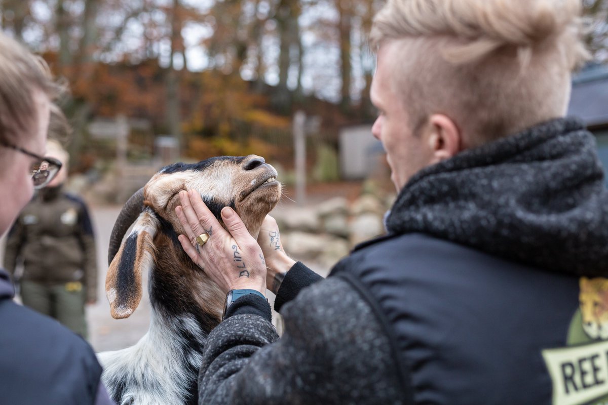 SyddjursKom's tweet photo. Vilde dyr, gode kolleger og fællesskab er en succes for en gruppe unge der har svært ved uddannelse og arbejdsmarked. De er nu en del af Ree Park Safaris Ungeteam  - et nyt partnerskab mellem Ree Park Safari og Syddjurs Kommune. https://t.co/AyGXfImOtM https://t.co/DSvhXj1zQY