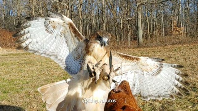fishguyphotos's tweet photo. What I wouldn't give to have Emmy's eyesight and ability to fly....
.
.
.
#falconry #falconer #falconrylife #falconryhunting #hawking #huntingwithahawk #hunting #squirrelhunting #squirrel #bushytail #rabbithunting #organichunting #eatwhatyoucatch #redtaiโฆ https://t.co/kN3HXpRnRo https://t.co/oyZahqYSBK