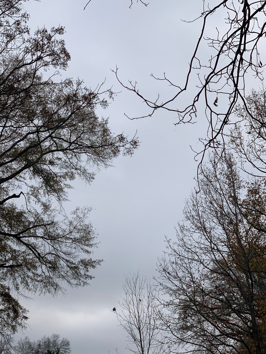 sokamoto's tweet photo. Good morning, Columbus! #ColumbusGA #mydailyphoto #12/10/2019 #2019project #completelycloudy #nosignofsun #warm #abitmuggy #nobreeze #afewbirdschirping #anowlhooting #neighborsdogsquiet #distanttrainrunningby https://t.co/70OQrkFPqO