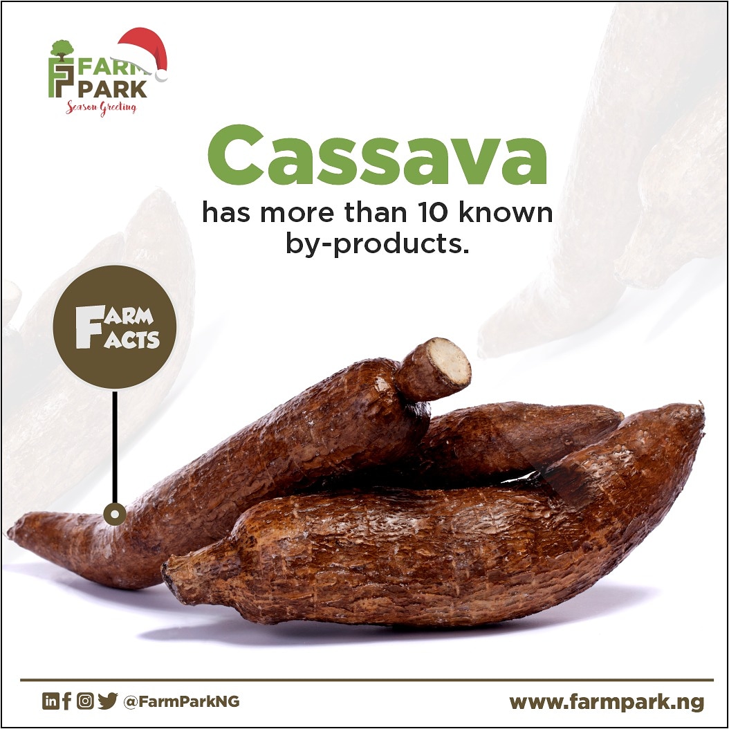 FarmParkNG's tweet photo. Do you know that cassava has more than 10 known by-product.
.
.
.
#tuesday #tuesdayfeels #tuesdayknowledge #facts #farmpark #tuesdaymotivation💪 #tuesdayvibes❤ #NaijaVsGhana #instablognja #farmers #agriculturelife🌱 #agriculturefacts #HumanRightsDay #TuesdayMotivation #r4today https://t.co/CGyOEqeoQS