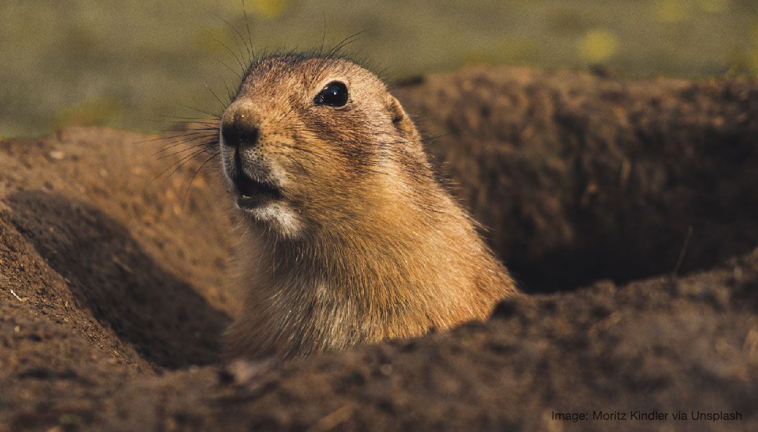 PaulJerem's tweet photo. Prairie dogs adjust alarm calls depending on social context and threat proximity, but don't appear to compensate for noisy urban environments.

https://t.co/eAhmmmcBcw

#urbanisation #noisepollution #signalevolution https://t.co/WbwPO3h1pF