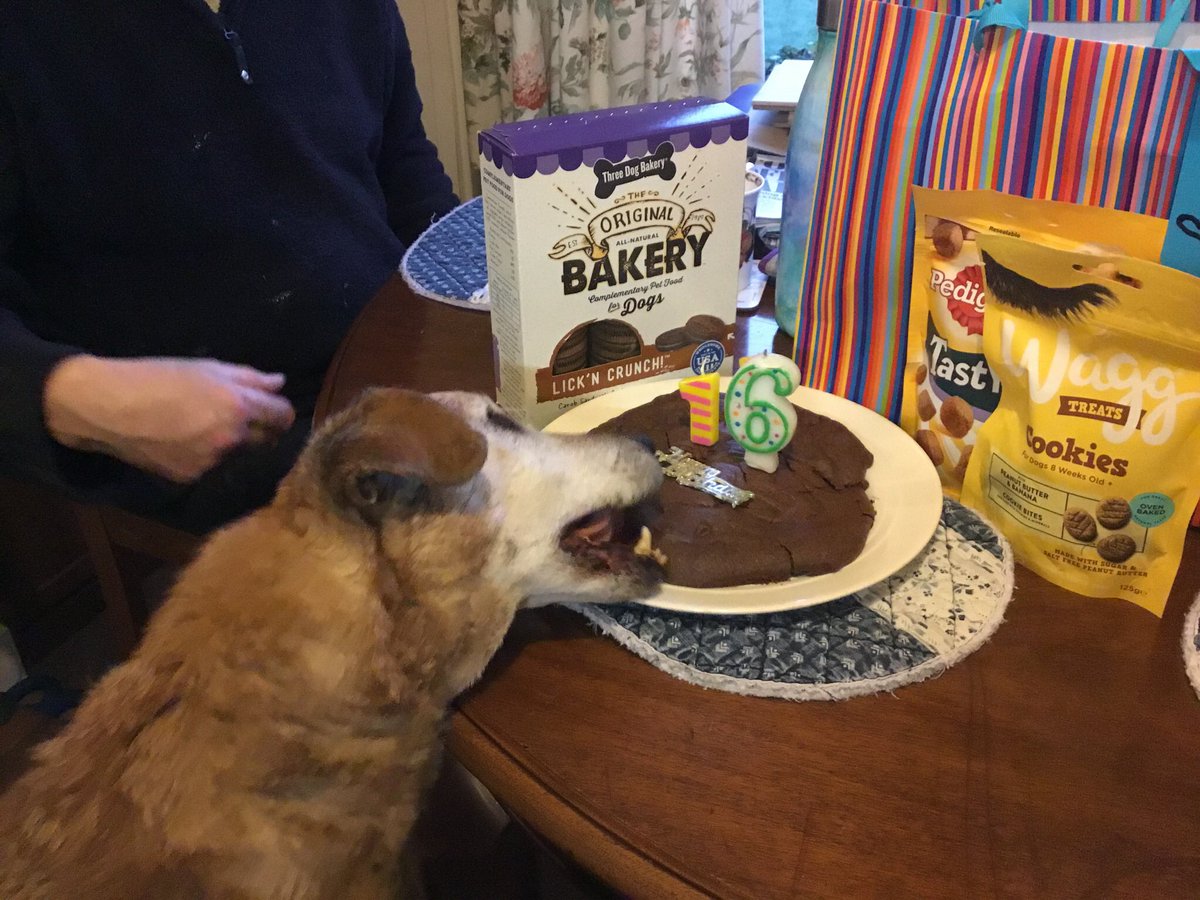 TheHippieBoat's tweet photo. There is going to be a huge Sam shaped hole in our lives for quite some time most keenly felt by my mum, to whom this beloved boy was the most loyal & loving companion for 15 of his almost 17 years #dogsarefamily #inmemoryofSam #AdoptDontShop https://t.co/ep3jHdhYUQ