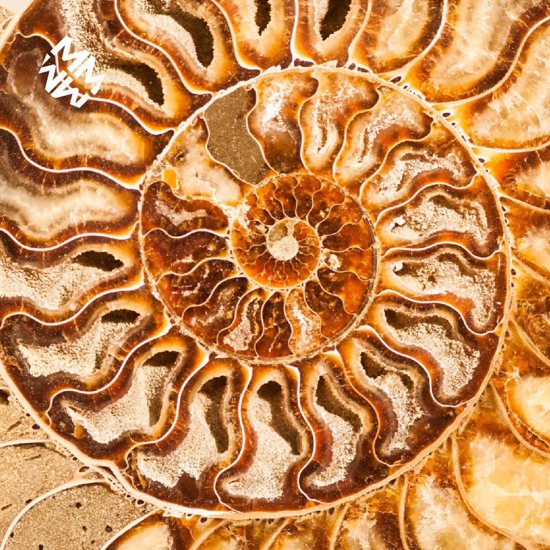 💥🎼 #MenudaMúsica ⭕⬆ en ▪ MácFestival ▪ presenta: El TALLER DE #FÓSILES donde los más pequeños conocerán a los seres vivos del pasado. 🐚🦖
📆 SÁBADO 14 DICIEMBRE
🕐 11.30- 12.30 / 13.30- 14.30
🔻 MUNA | PATIO ANTONIO PINTOR
▪
 #MÁCFestival2019  <a href="/MuseosTenerife/">Museos de Tenerife</a>