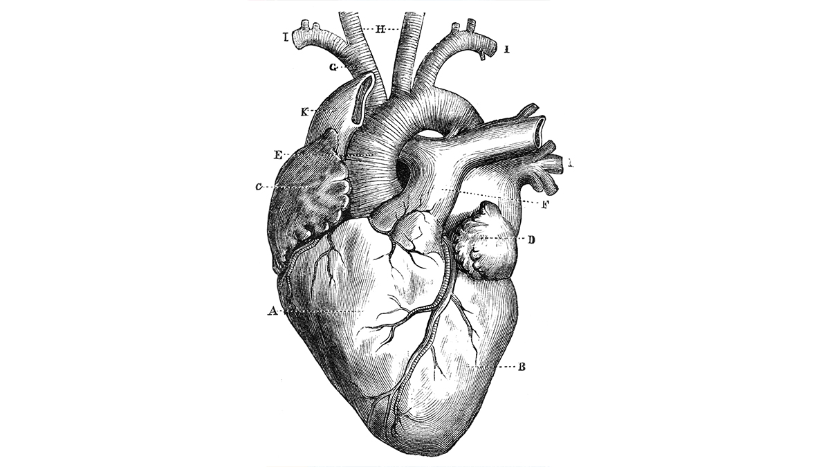 Настоящее сердце человека рисунок