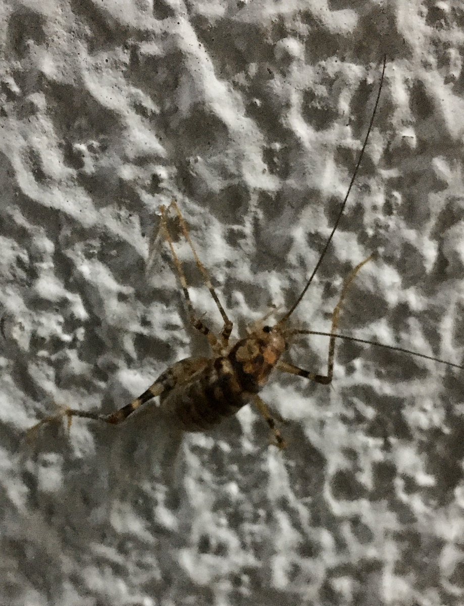 るくれるく 職場近くのムシシリーズ 今日は帰りが遅くなりました 壁を見ると いました カマドウマ マダラカマドウマ クラズミウマ どっちか分かりません 教えて虫の人 むし ムシ 虫 昆虫 虫注意 バッタ キリギリス 直翅目 るくれるく 職場近くのムシシリーズ 今日は帰りが遅くなりました 壁を見ると いました カマドウマ マダラカマドウマ クラズミウマ どっちか分かりません 教えて虫の人 むし ムシ 虫 昆虫 虫注意 バッタ キリギリス 直翅目