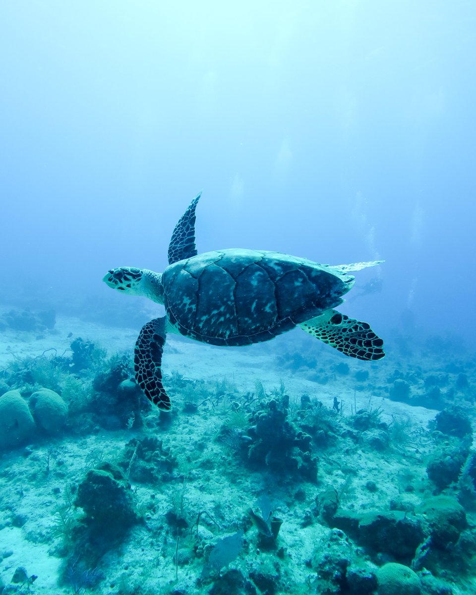 ComputerLab's tweet photo. #TurtleCrushTuesday #TurtleTuesday https://t.co/mdSb5qd72o