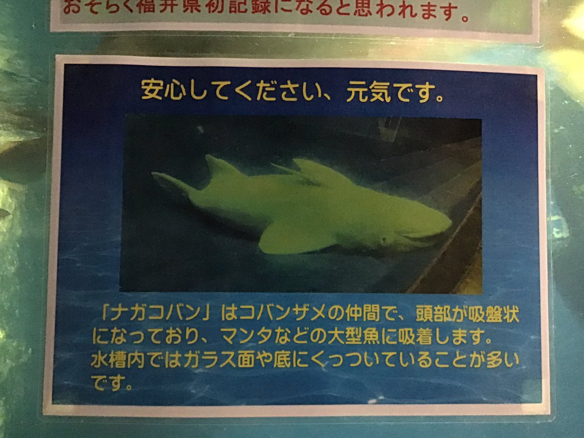 くが در توییتر 水槽の底に沈んでるこれ見た時はちょっとびっくりしたw くっつける大型魚が同じ水槽にいないせいかなー 越前松島水族館 ナガコバン