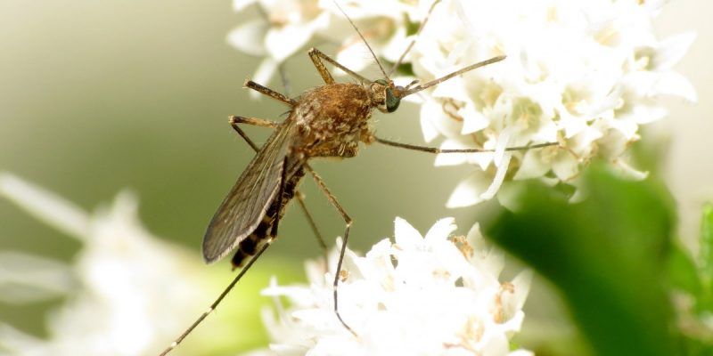 "We often view #mosquitoes as bloodsuckers that do nothing but make our lives miserable. However, mosquitoes do have ecological functions. From #pollination to ant puke, the secret life of mosquitoes is both bizarre and ecologically important." buff.ly/2rkFNMX