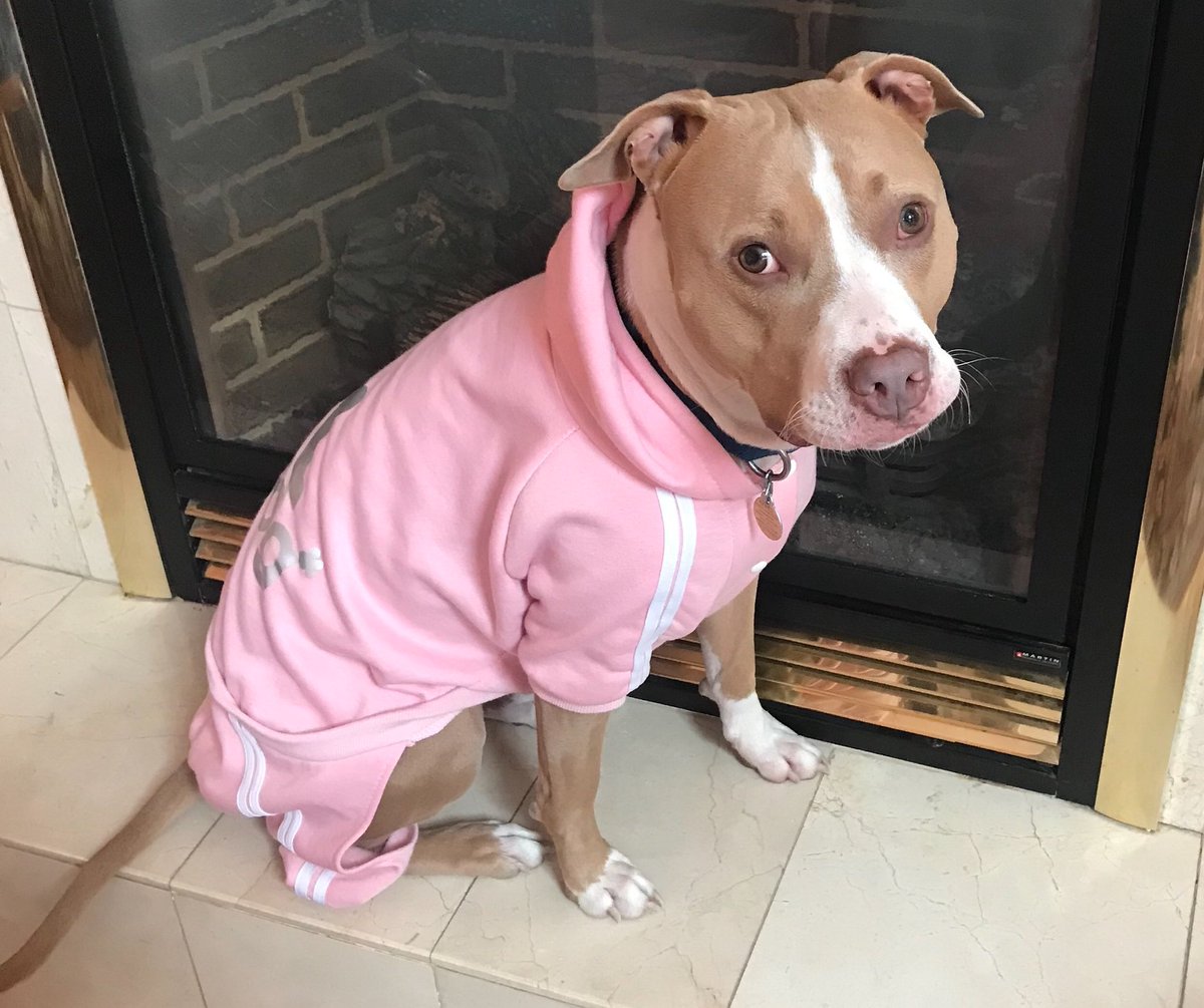 AndyWeprin's tweet photo. LILA &amp; MAGOO quickly &amp; silently killed on intake at @NYCACC despite the speedy efforts of loved 1’s. Common in backward pounds across NYS, their stories remained untold by the media, until now.
Story: https://t.co/BI6XbjFt4d
Thank You @BethCefalu ♥ &amp; @News12WC!
Beth &amp; her Lola↓ https://t.co/WhAFVlO6lo