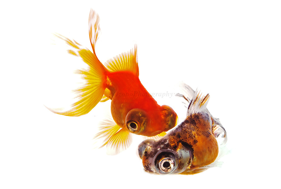 تويتر 尾園 暁 على تويتر 囁き 赤出目金 三色出目金 一日一金 今日の金魚 うちの金魚 Goldfish ときめく金魚図鑑 金魚 T Co Zvwd7zrscg