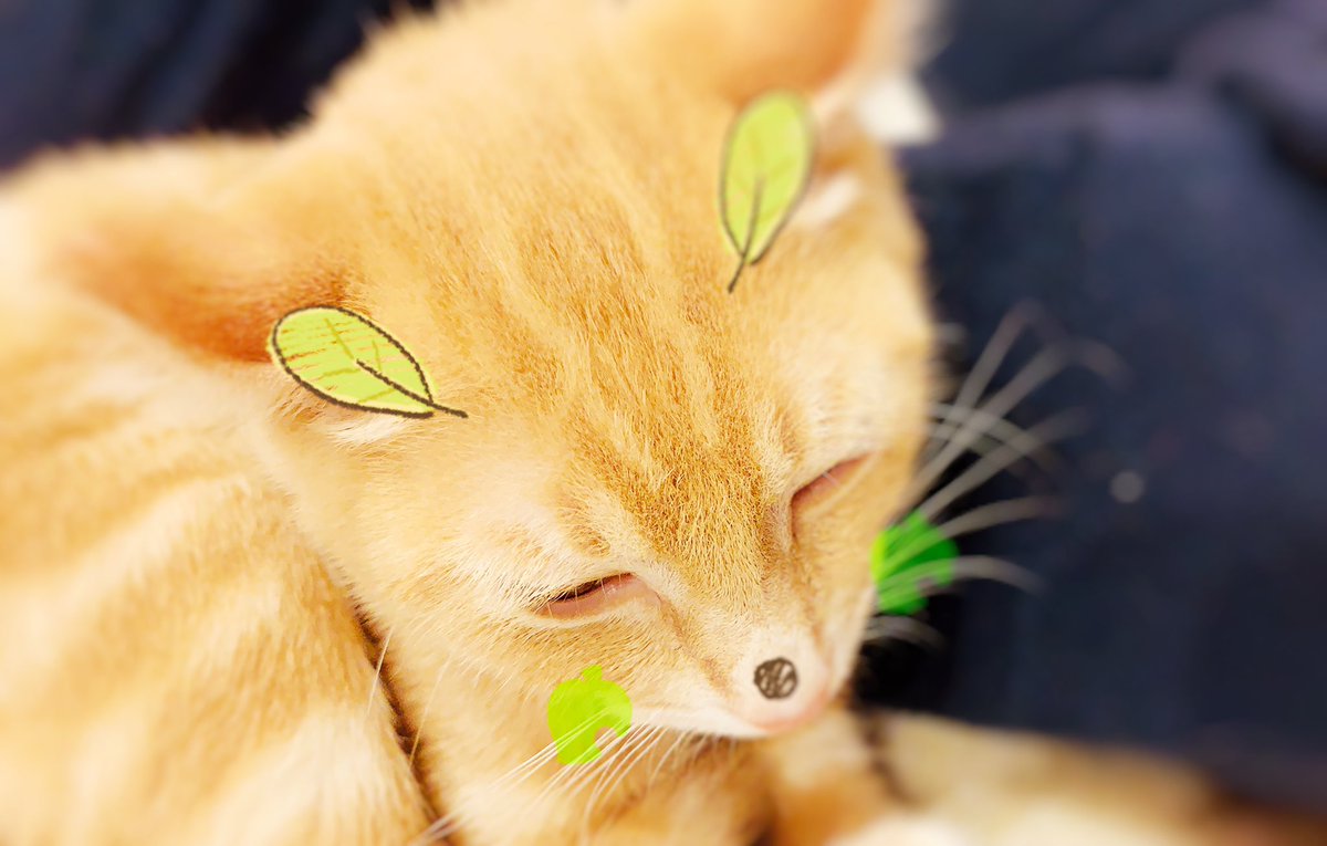 Ziruba On Twitter 狐みたいな 猫みたいな 猫 B612