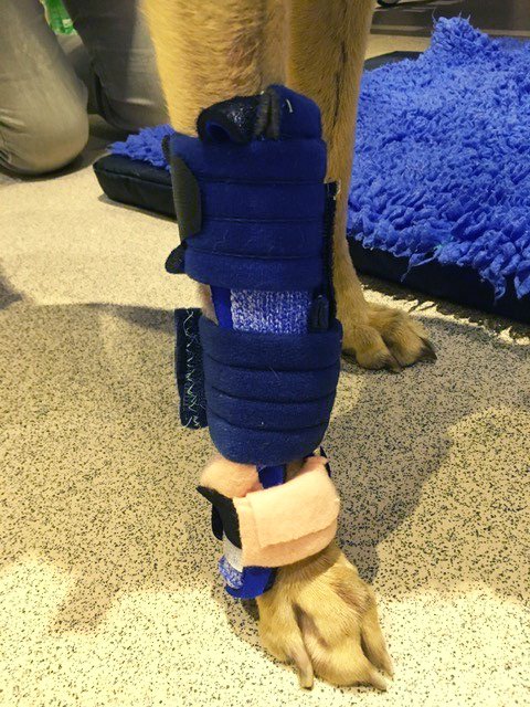 Orfit's tweet photo. An Orficast orthosis for a very special patient 🐶 

Melanie Bruder from Phoenix Veterinary Physiotherapy helped out this dog with a Carpal Slot-Through Orthosis made with Orficast. 

#veterinaryphysiotherapy #splinting #orficast #orfit https://t.co/wVgSlUvTYn