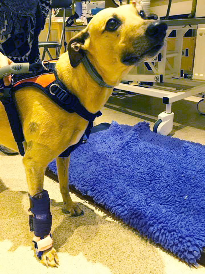 Orfit's tweet photo. An Orficast orthosis for a very special patient 🐶 

Melanie Bruder from Phoenix Veterinary Physiotherapy helped out this dog with a Carpal Slot-Through Orthosis made with Orficast. 

#veterinaryphysiotherapy #splinting #orficast #orfit https://t.co/wVgSlUvTYn