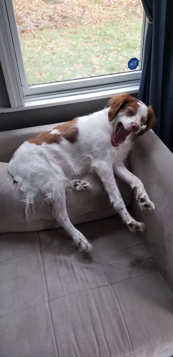 WafflesFritz's tweet image. Ow ah ah ah ah