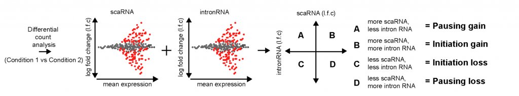 Initiation appears to be more important than pausing in transcriptional regulation prelights.biologists.com/highlights/enh…

by #preLighter @claricehongky on #preprint from @jrmmhughes & colleagues with author's response