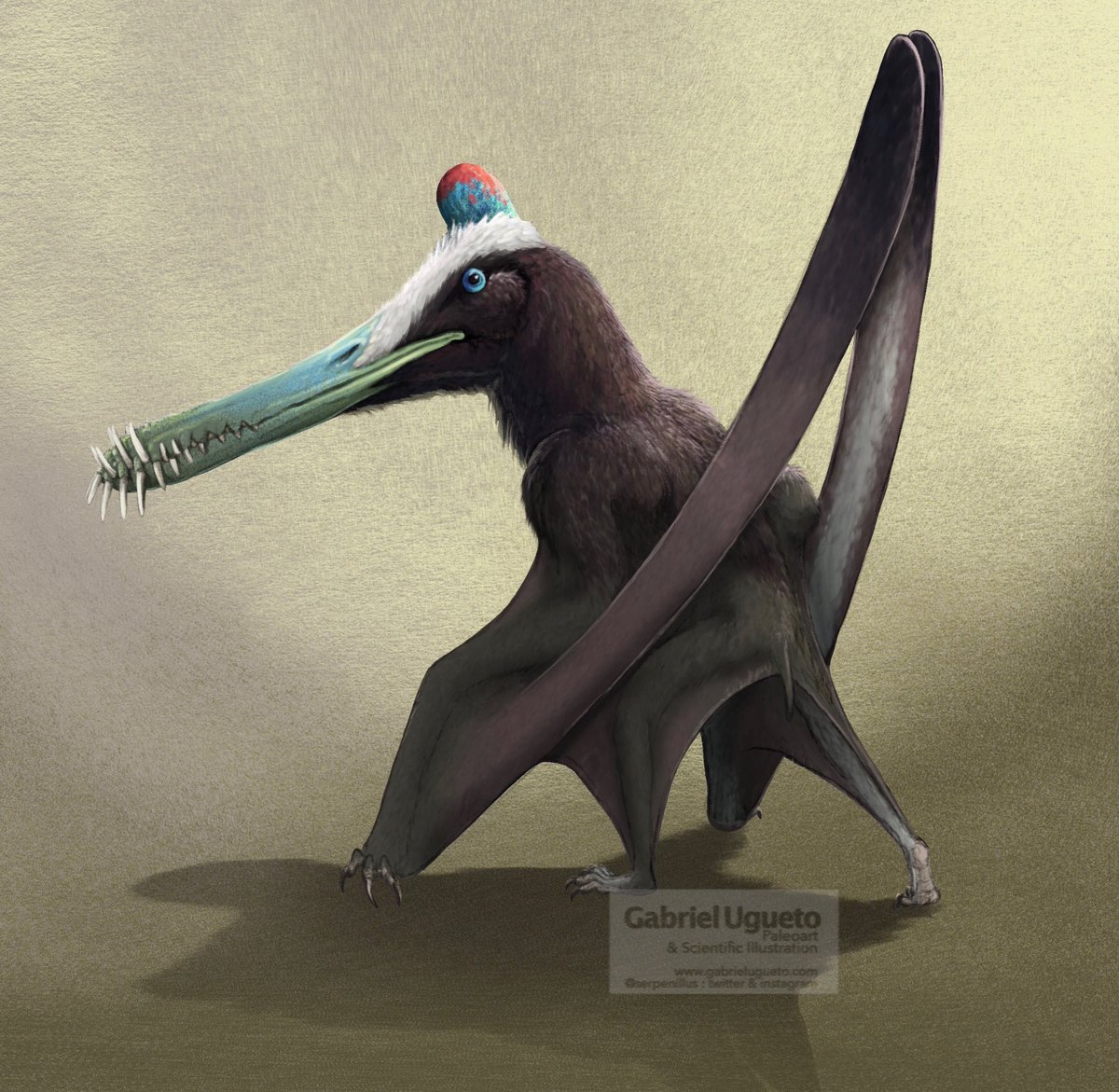 Gabriel N. U. on X: Pteranodon sternbergi. A huge #pterosaur. The largest  pteranodontid  #paleoart #sciart   / X