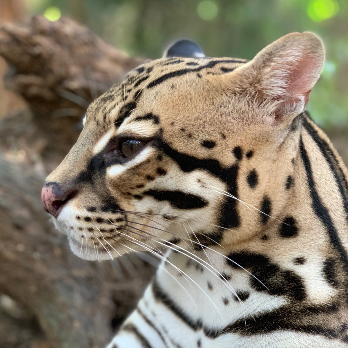 TravelPointers's tweet photo. Max, the #rescue #leopard at #laspumas animal sanctuary in #costarica. #PSA these wild animals should never be pets! They do not learn survival skills. https://t.co/pElgoRw0xh