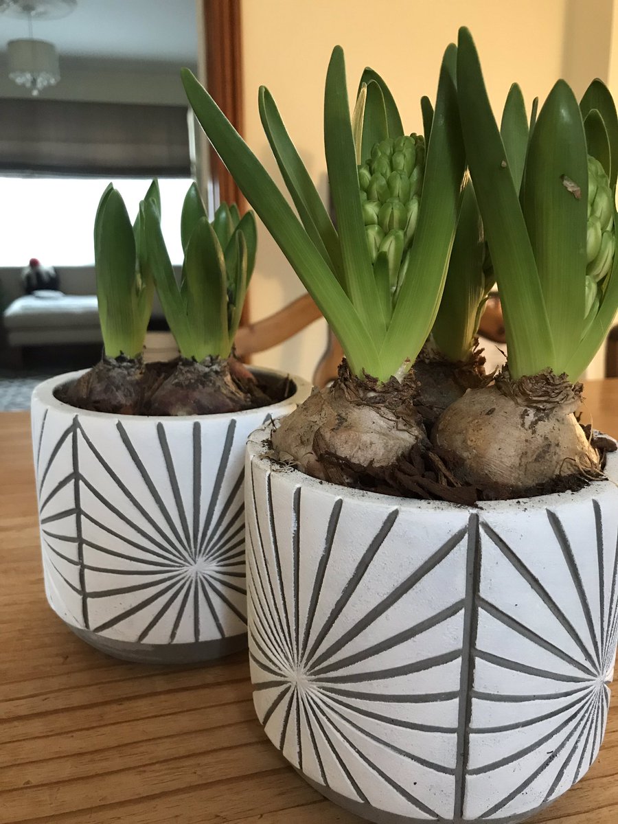 Norfolk Taste (@norfolktaste) on Twitter photo Love Love Love my Potted Hyacinths from <a href="/Woodgatenursery/">Peter Purdy</a> <a href="/WoodgatePurdys/">Woodgate & Purdy's</a> Gorgeous Pots including 3 gorgeous flowers and reusable #Norfolk #Aylsham #ShopLocal #BuyLocal #HomeDecor #HyacinthsAtChristmas #Christmas2019 Love Love Love my Potted Hyacinths from <a href="/Woodgatenursery/">Peter Purdy</a> <a href="/WoodgatePurdys/">Woodgate & Purdy's</a> Gorgeous Pots including 3 gorgeous flowers and reusable #Norfolk #Aylsham #ShopLocal #BuyLocal #HomeDecor #HyacinthsAtChristmas #Christmas2019