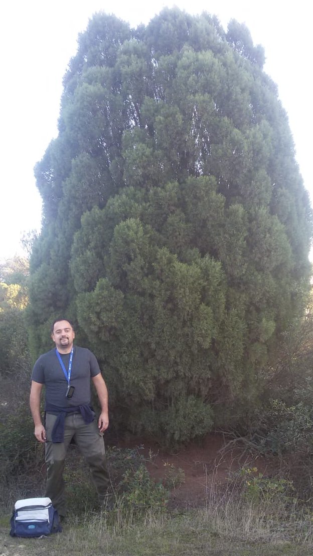 VilaVicosa's tweet photo. Big old Phoenician Juniper #Juniperusturbinata #Odiel #FossilForest #paleodunes https://t.co/ybUldR9myL