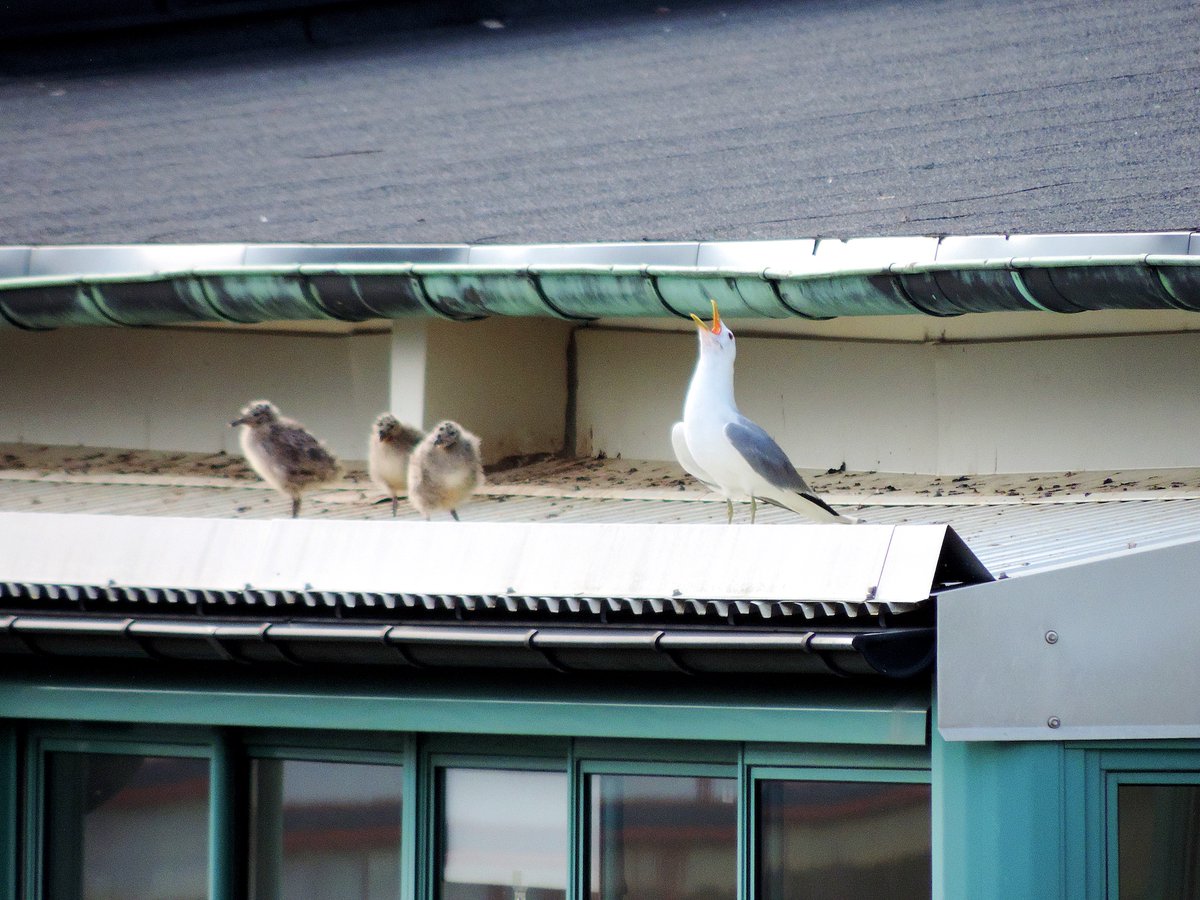 OrnisSvecica's tweet photo. Neighborliness with urban gulls

CC Villavicencio &amp; FM Bahamonde discuss how residents of Malmö get along with Mew Gulls (Larus canus) breeding on their roofs.

#OpenAccess in @BirdLifeSverige’s journal Ornis Svecica: https://t.co/iaXnR6i2FO

#ornithology #birds https://t.co/upA9U5wgWd