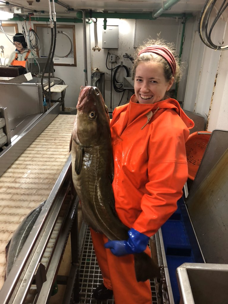 SaraMSchaal's tweet photo. I was fortunate to be chosen by @LeifurEiriksson as a fellow allowing me to extend my work to a population comparison with #IcelandicCod ecotypes. I lived at sea for a month on the fall trawl surveys run by the Marine and Freshwater Research Institute in Iceland https://t.co/1AMpi6lvg3