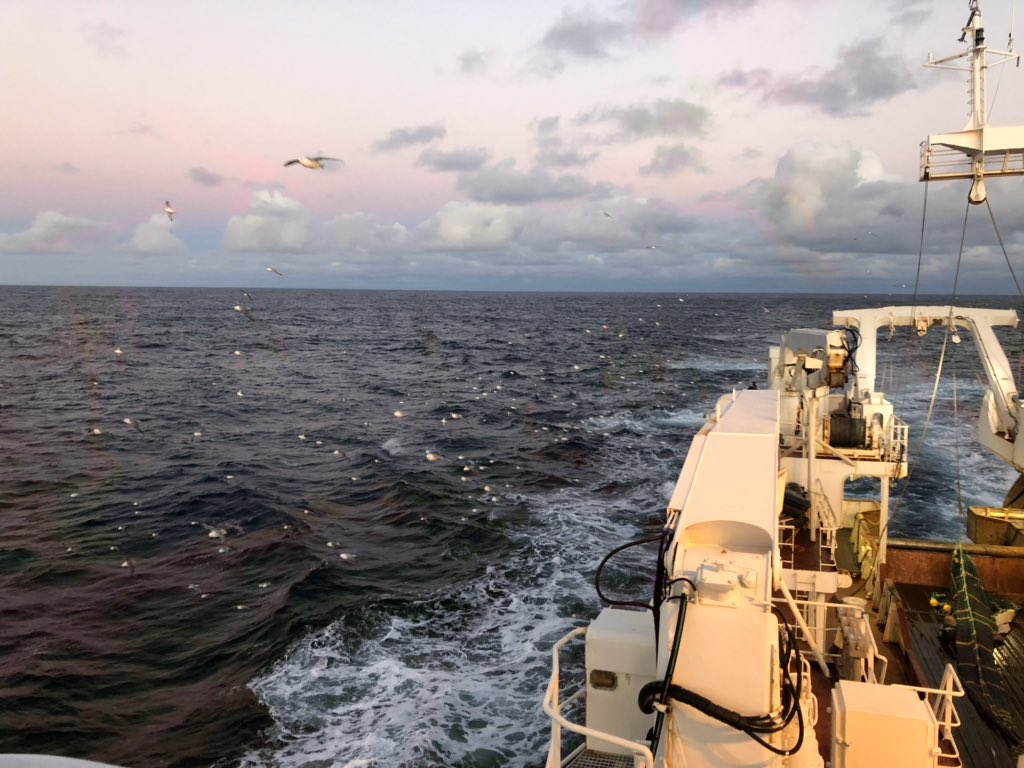 SaraMSchaal's tweet photo. I was fortunate to be chosen by @LeifurEiriksson as a fellow allowing me to extend my work to a population comparison with #IcelandicCod ecotypes. I lived at sea for a month on the fall trawl surveys run by the Marine and Freshwater Research Institute in Iceland https://t.co/1AMpi6lvg3