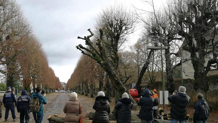 Paris_Depeches's tweet photo. Draveil : l'abattage des tilleuls a commencé #Draveil #tilleuls #Georges Tron #GNSA #Thomas Brail https://t.co/ksWkfx37rh https://t.co/0kyTftuiNZ