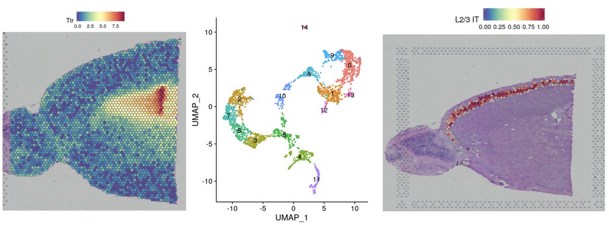 Rahul Satija (@satijalab) on Twitter photo We’re excited to release a Seurat update with support for Spatial Transcriptomics data! Includes clustering, interactive visualization, and integration with scRNA-seq references. Check out our vignette on <a href="/10xGenomics/">10x Genomics</a> Visium data: satijalab.org/seurat/v3.1/sp… We’re excited to release a Seurat update with support for Spatial Transcriptomics data! Includes clustering, interactive visualization, and integration with scRNA-seq references. Check out our vignette on <a href="/10xGenomics/">10x Genomics</a> Visium data: satijalab.org/seurat/v3.1/sp…