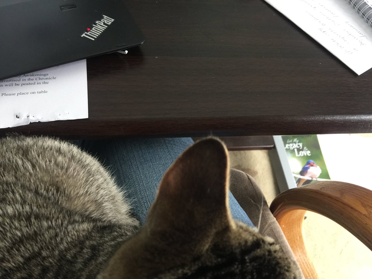 Working with a cat on my lap today. I need to get up to get a pen. Do I disturb him? 🤔
