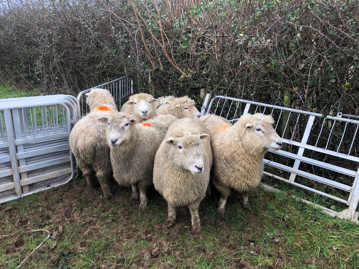 Romney rams coming out from the girls almost as good as they went in, add to that the ewes in great condition and we have something to smile about 🐑 <a href="/PenllynFarm/">Penllyn Estate Farm</a>