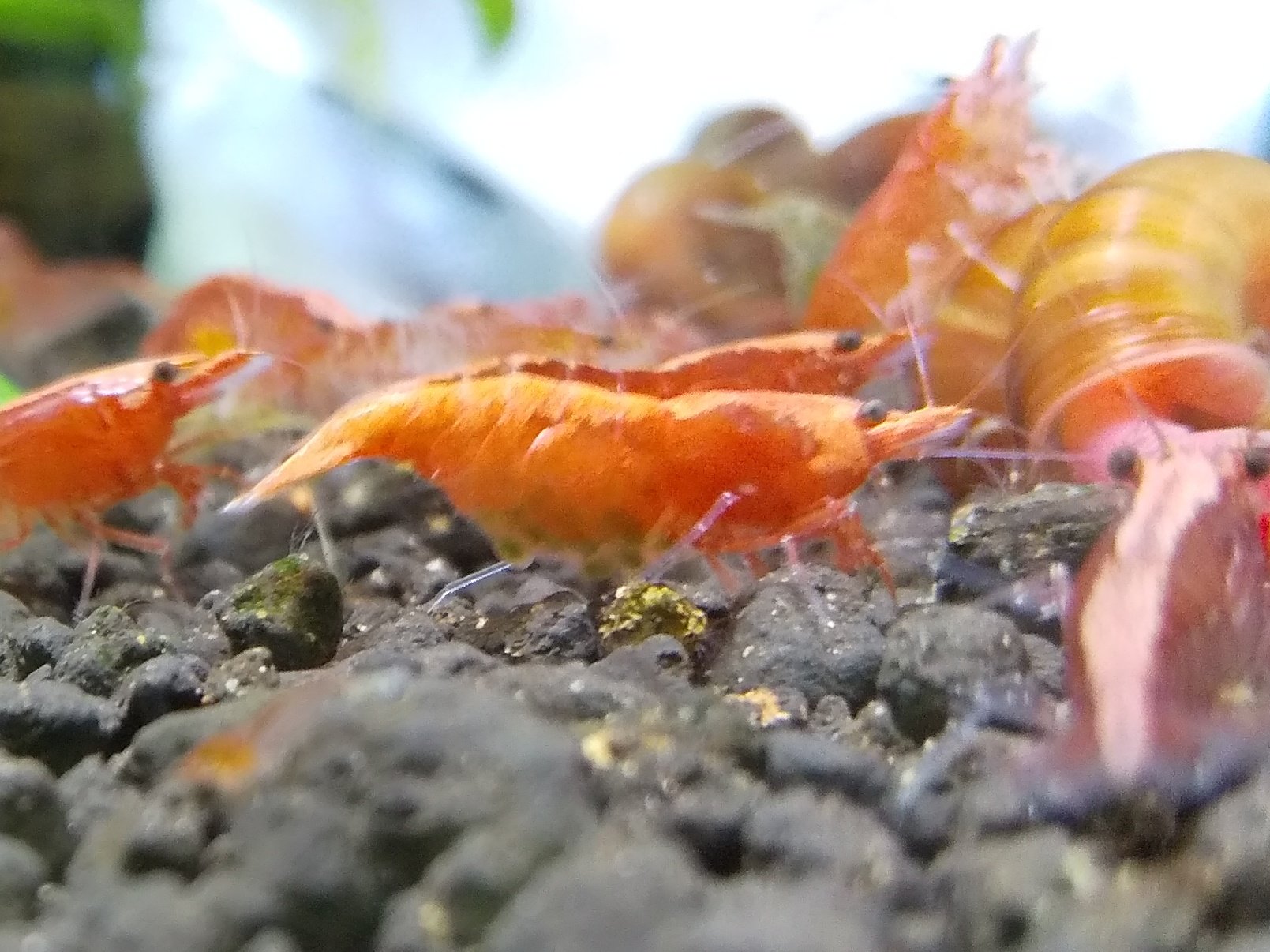 Uzivatel Tao Na Twitteru 卵の色の違いは何が理由なんたろか 成長度合いの差 アクアライフ レッドチェリーシュリンプ 抱卵 T Co Gil3dp4vjw Twitter Uzivatel Tao Na Twitteru 卵の色の違いは何が理由なんたろか 成長度合いの差 アクアライフ レッドチェリーシュリンプ 抱卵 T Co Gil3dp4vjw Twitter