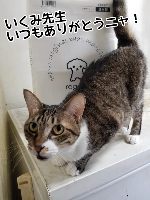 今月も楽天roomで得たポイントでさっちゃん(うちの長女猫)の実家である猫カフェさんに物資送ることができました。ありがとうございます??✨

お礼にいただいた猫ちゃんたちのお宝画像

https://t.co/7jFWL39F5a 