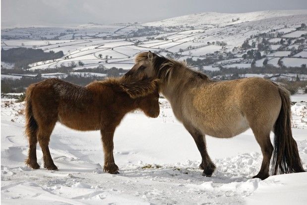 CountryfileMag's tweet photo. Our guide to the UK's spectacular 15 National Parks looks at the history of each, with information on how to visit and the best walking routes, plus local wildlife to spot: https://t.co/dQfaH58yZt https://t.co/HeMk8VEL7e