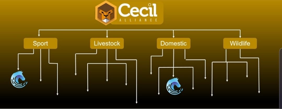 roy_noom's tweet photo. 3. #Cecil Alliance Foundation 🦁
#MustangChain 🐎 will be running as a vertical under the hood of #CAF, it will no longer have its own coin but use the $CECIL token.
#VeChain $VET $VTHO
#RFID #NFC $must https://t.co/fqi427Lzsu