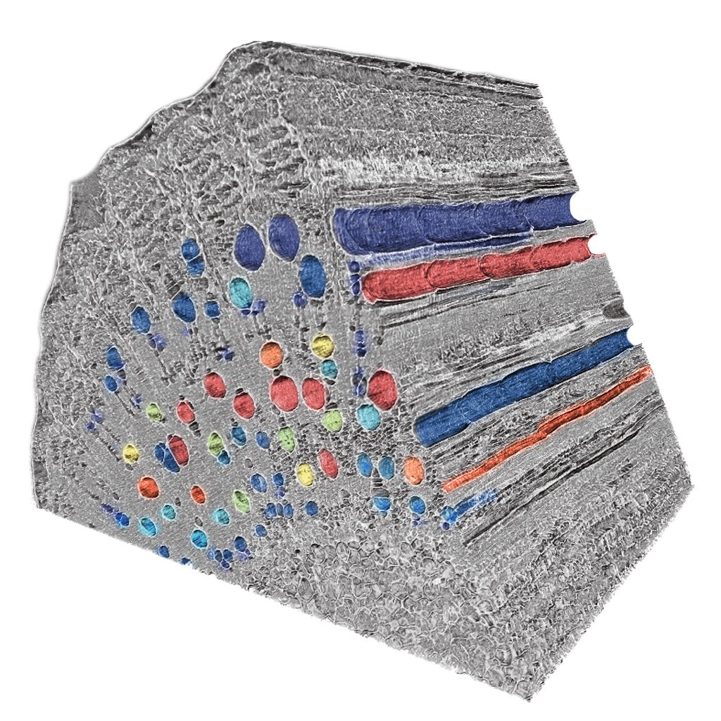 Our new paper led by Martin Bouda on xylem networks is now online! Combining microCT <a href="/advlightsource/">AdvancedLightSource</a> + in vivo MRI reveals unexpected flow patterns that challenge some of our assumptions about how plants move water. <a href="/YaleFES/">Former account for Yale F&ES</a> @UCDavis <a href="/PopEcolIBOT/">Population Ecology at IBOT</a> nature.com/articles/s4146…