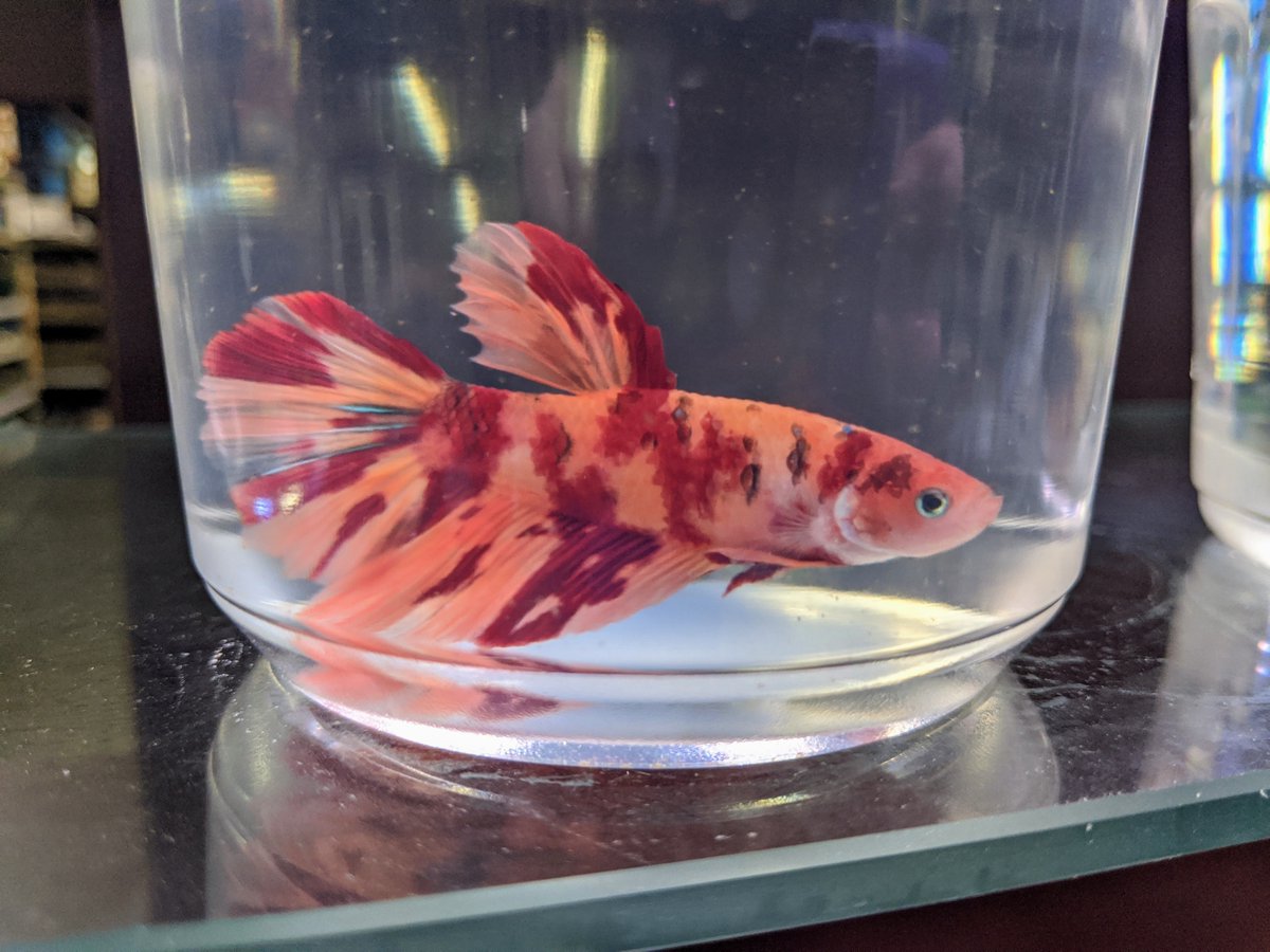 GerbersTropFish's tweet photo. We are very excited about our new #bettafish display!  Come check it out and see all of our new arrivals! https://t.co/vGs3FVfU5G