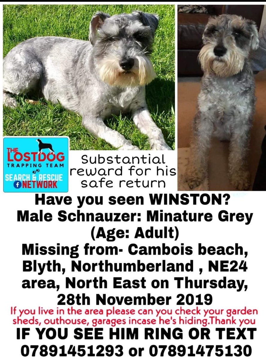 CarrAlizon's tweet photo. Please help us find our gorgeous boy Winston, we desperately need him home now and thank everyone who is doing so much to make this a reality. We are heartbroken. #findWinston https://t.co/VmCRL0c4fw