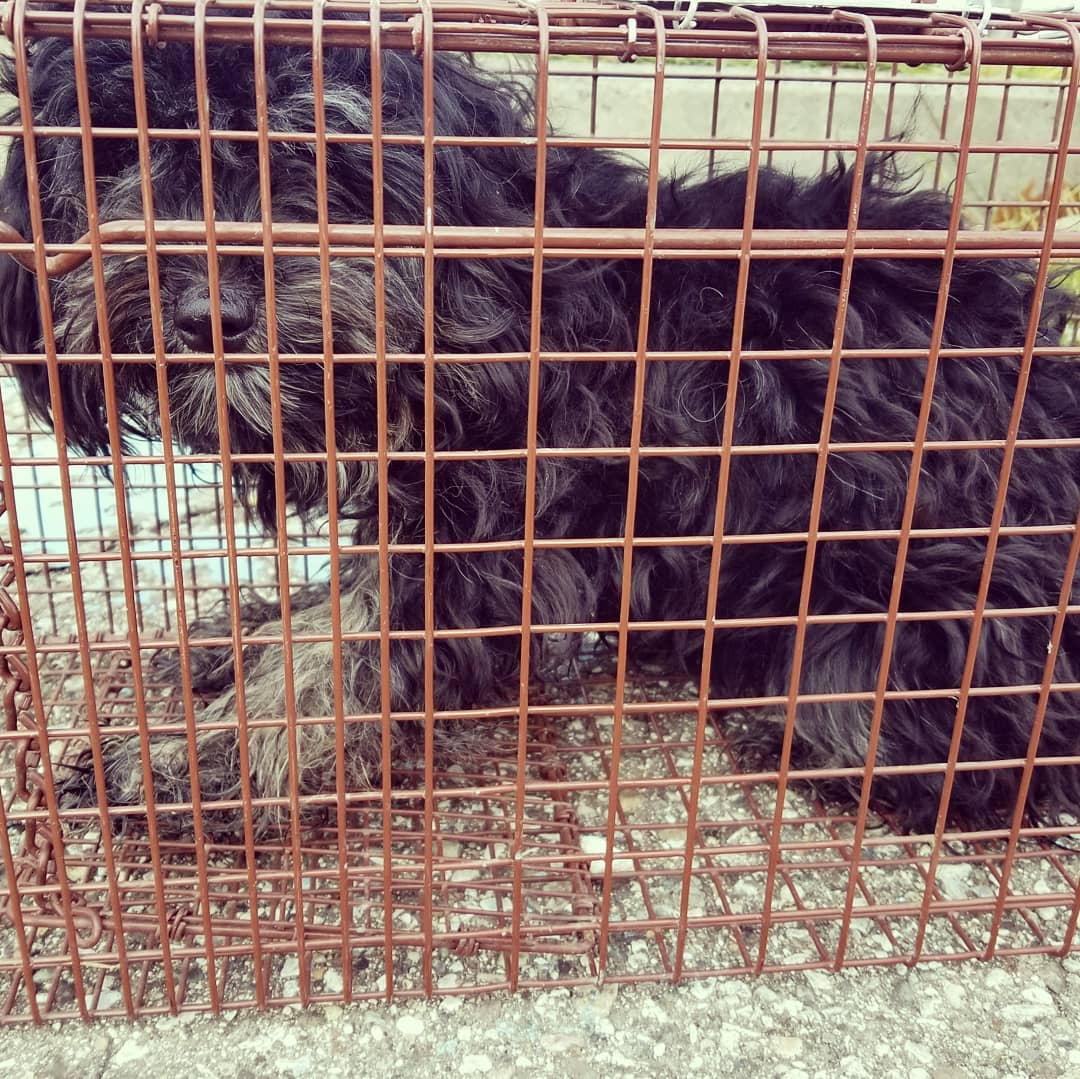 🚨JUST RESCUED🚨

SHARE TO FIND OWNER

This poor girl was spotted right by the highway ramp on John C Lodge and Lawrence St in Detroit. She was shivering scared and cold, growling everytime someone came near. 

Contact us with proof of ownership if this is your dog!